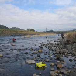 狩野川（狩野川漁業協同組合） 釣果