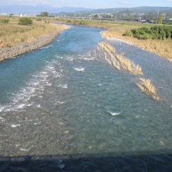 狩野川(狩野川漁業協同組合) 釣果