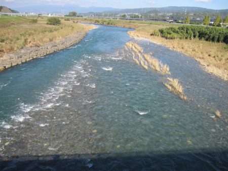 狩野川(狩野川漁業協同組合) 釣果