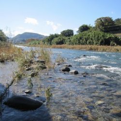 狩野川(狩野川漁業協同組合) 釣果