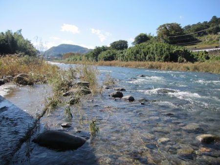 狩野川(狩野川漁業協同組合) 釣果