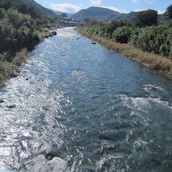 狩野川(狩野川漁業協同組合) 釣果