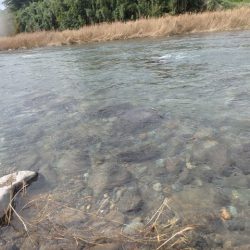 狩野川(狩野川漁業協同組合) 釣果