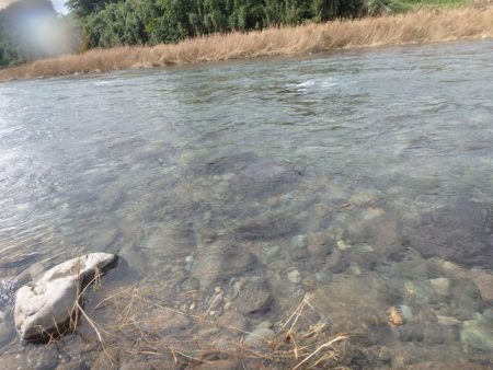 狩野川(狩野川漁業協同組合) 釣果