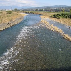 狩野川(狩野川漁業協同組合) 釣果