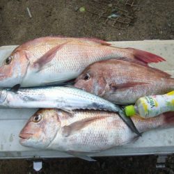 KOU（コウ） 釣果