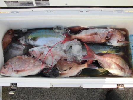 大進丸（新潟） 釣果