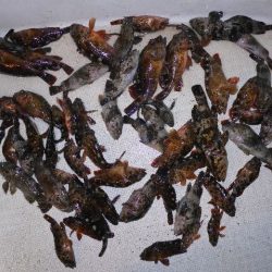 TOPGUN名古屋 釣果