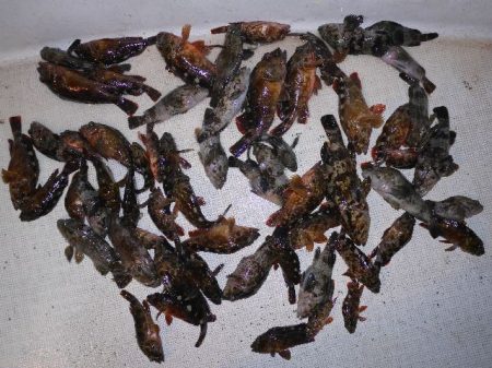 TOPGUN名古屋 釣果