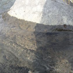 狩野川(狩野川漁業協同組合) 釣果