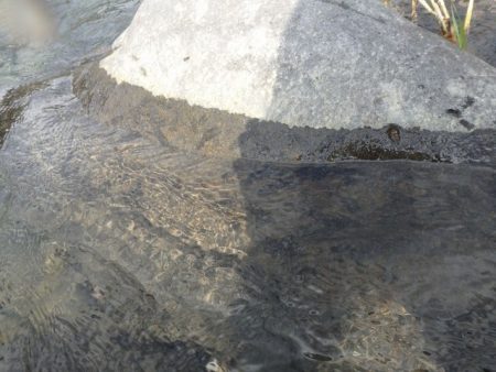 狩野川(狩野川漁業協同組合) 釣果