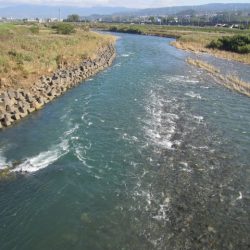 狩野川(狩野川漁業協同組合) 釣果