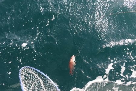 へいみつ丸 釣果