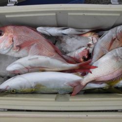 大進丸（新潟） 釣果