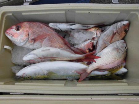 大進丸（新潟） 釣果