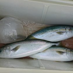 しば渡船 釣果