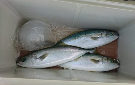 しば渡船 釣果