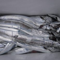 遊漁船 幸友丸 釣果