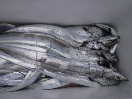 遊漁船 幸友丸 釣果