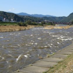 狩野川(狩野川漁業協同組合) 釣果