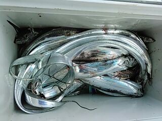 フィッシングガイド りょう 釣果