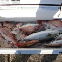 大進丸（新潟） 釣果