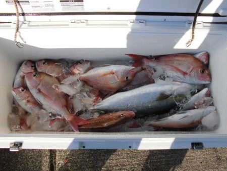 大進丸（新潟） 釣果