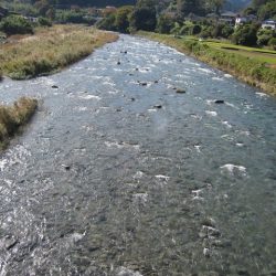 狩野川(狩野川漁業協同組合) 釣果