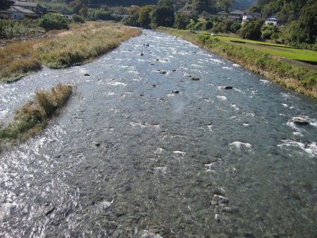 狩野川(狩野川漁業協同組合) 釣果