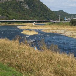 狩野川(狩野川漁業協同組合) 釣果