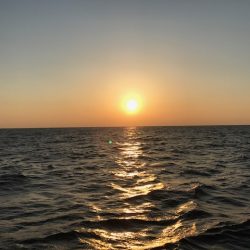 へいみつ丸 釣果