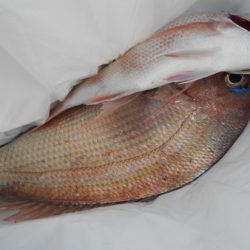 こうゆう丸 釣果