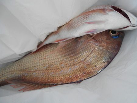 こうゆう丸 釣果