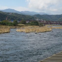 狩野川(狩野川漁業協同組合) 釣果