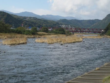 狩野川（狩野川漁業協同組合） 釣果