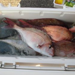 大進丸(新潟) 釣果