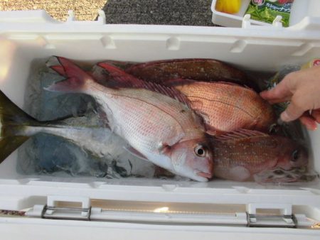 大進丸(新潟) 釣果