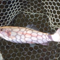 フィッシングレイクたかみや 釣果