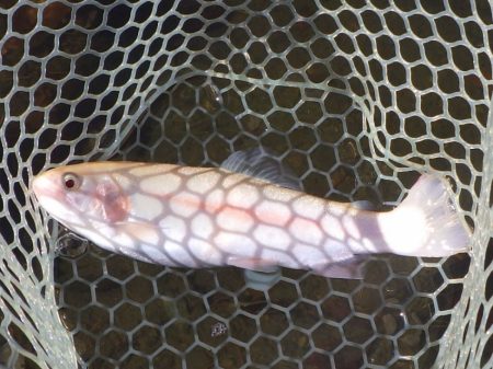 フィッシングレイクたかみや 釣果