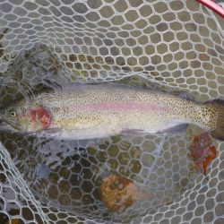 フィッシングレイクたかみや 釣果