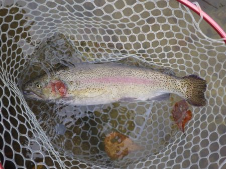 フィッシングレイクたかみや 釣果