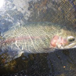 フィッシングレイクたかみや 釣果