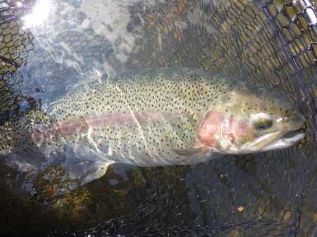 フィッシングレイクたかみや 釣果