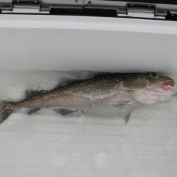 大進丸(新潟) 釣果