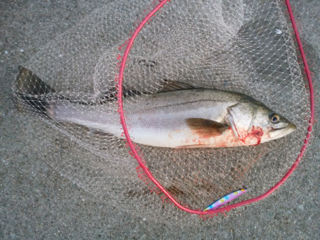 サヨリ付きシーバス