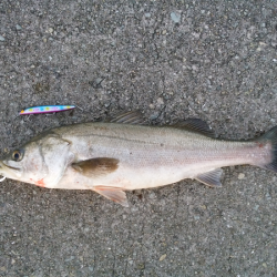 サヨリ付きシーバス