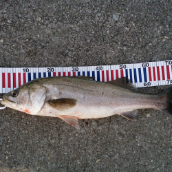 サヨリ付きシーバス