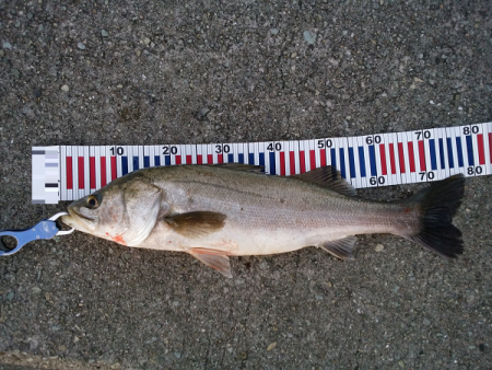 サヨリ付きシーバス