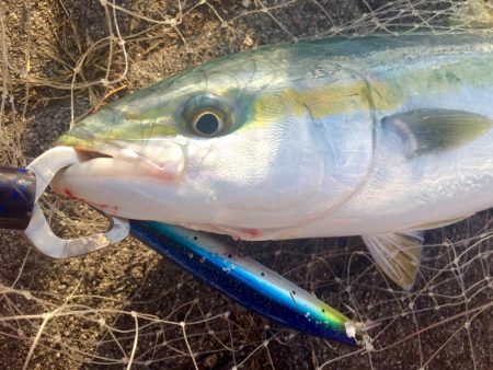 初のハマチゲット＼(^o^)／