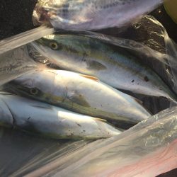 初のハマチゲット\(^o^)/